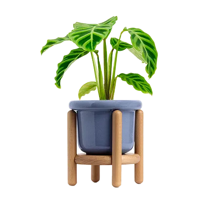 Rooted potted house plant